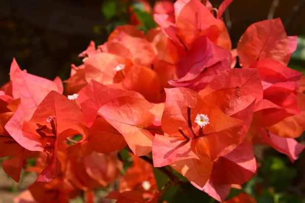 Прекрасні Квіти Концепція Літнього Часу — стокове фото