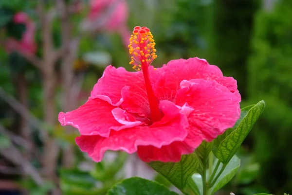 Krásný Kvetoucí Květ Zblízka Pohled — Stock fotografie