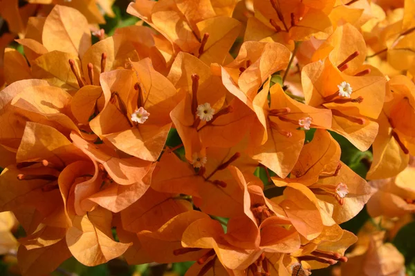 Крупним Планом Вид Красиві Квіти Концепція Літнього Часу — стокове фото