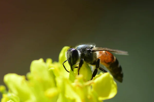 Close Foto Van Een Westerse Honingbij Verzamelen Nectar Verspreiden Stuifmeel — Stockfoto