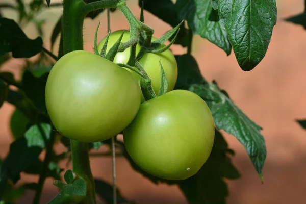 Fresh Tomatoes On Tree Plant
