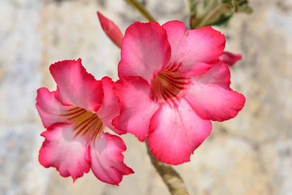 Krásný Kvetoucí Květ Zblízka Pohled — Stock fotografie