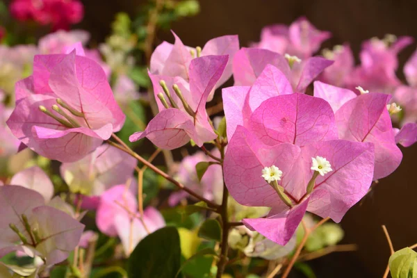 Vista Perto Belas Flores Florescendo Conceito Hora Verão — Fotografia de Stock