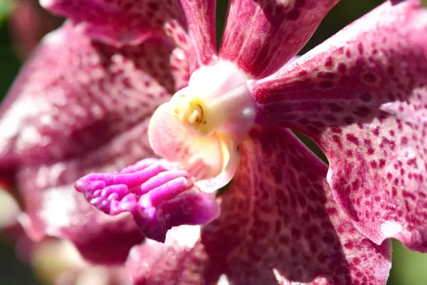 Fiore Orchidea Vanda Bellissimo Sfondo Floreale — Foto Stock