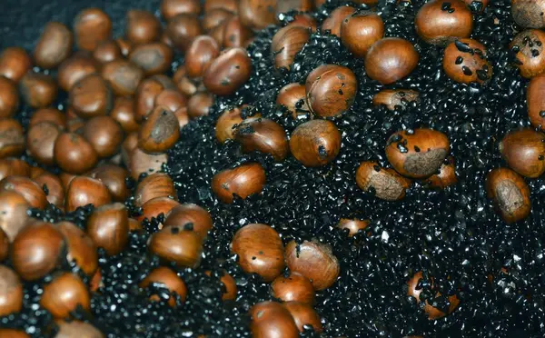 Chestnuts Dark Autumn Background — Stock Photo, Image