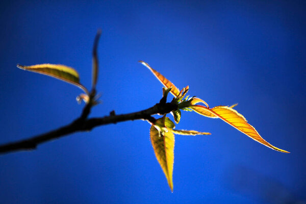 Leaves against the sky
