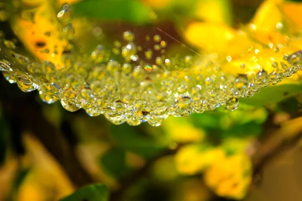 Water Droplets Spider Webs — Stock Photo, Image