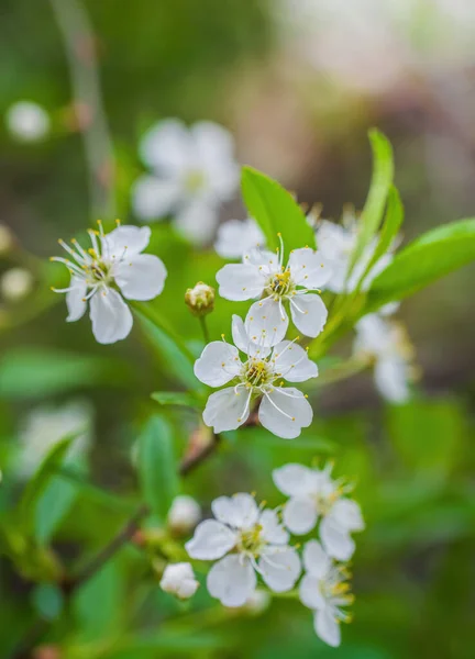 Branch Tree White Flowers — Stock Photo, Image