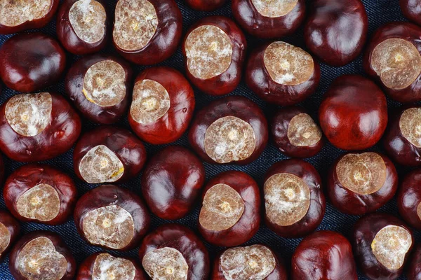Background Mixed Chestnuts — Stock Photo, Image