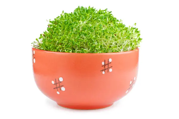 Alfalfa Sprouts Ceramic Bowl — Stock Photo, Image