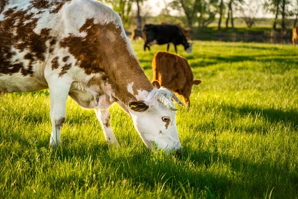 Vaca Manchada Marrón Pastando Prado Bosque Verde Agricultura —  Fotos de Stock