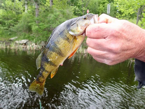 stock image Closeup of a fresh caught Perch