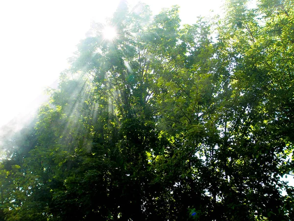 Beautiful Scenic View Sunbeam Trees Branches — Stock Photo, Image