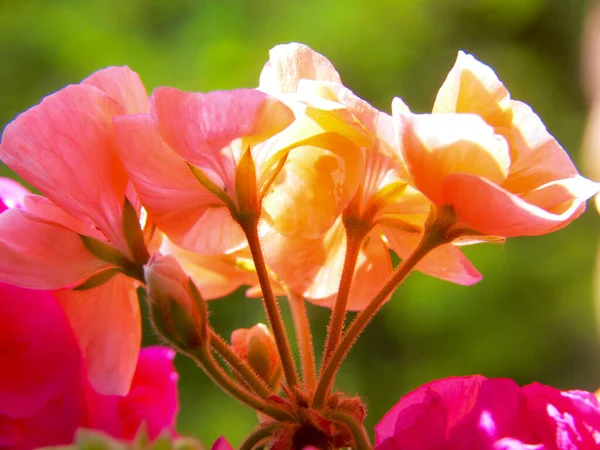 Hermosas Flores Que Crecen Jardín —  Fotos de Stock