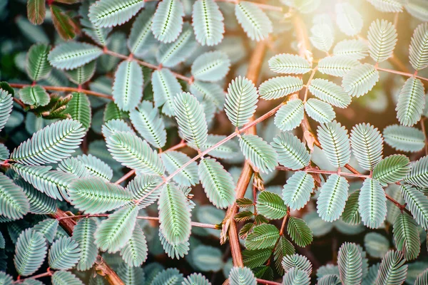 Зелене Листя Ранковим Сонячним Світлом — стокове фото