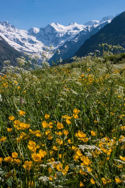 Parque Grand Paradis Valle Aosta Italia — Foto de Stock