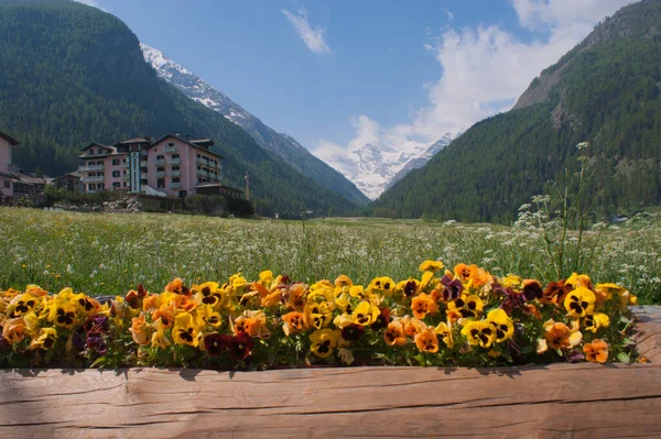 Parque Grand Paradis Valle Aosta Italia —  Fotos de Stock