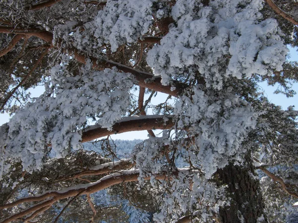 Zbliżenie Strzał Piękny Górski Las Tło Dla Śnieżnej Koncepcji Pogody — Zdjęcie stockowe