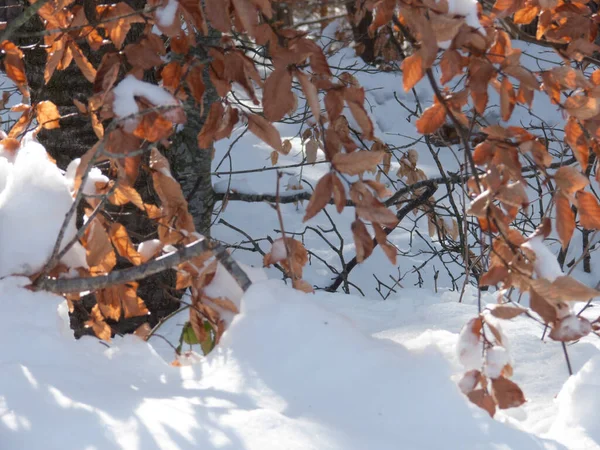 Karlı Hava Konsepti Için Güzel Dağ Ormanlarının Yakın Plan Çekimleri — Stok fotoğraf