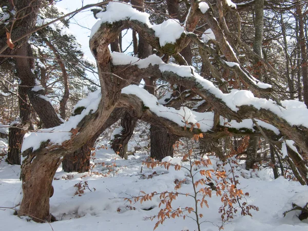 Крупным Планом Красивый Фон Горных Лесов Концепции Снежной Погоды — стоковое фото