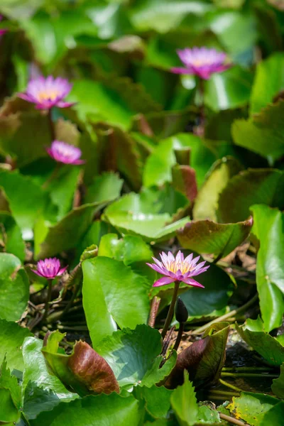 Flores Lótus Waterlily Lagoa — Fotografia de Stock