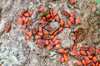 bir ağaç gövdesi üzerinde firebugs