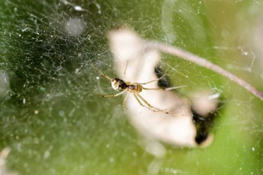 Örümcek ağıyla örümceğin yakın çekimi 