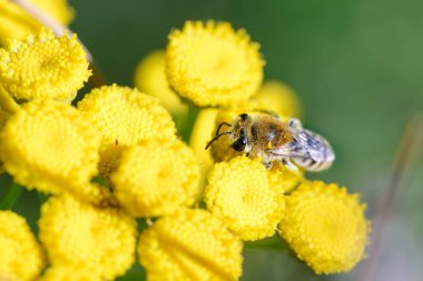 Colletes simulans veya alçı arı