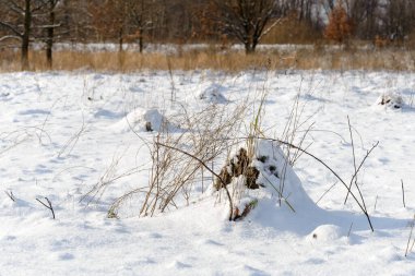 Güzel kış manzarası. doğa arkaplanı 