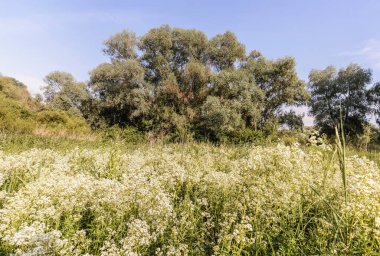 Çiçekler çok güzel. Yaz zamanı konsepti