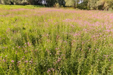 Centaurea Çayırdaki Scabiosa Çiçeği