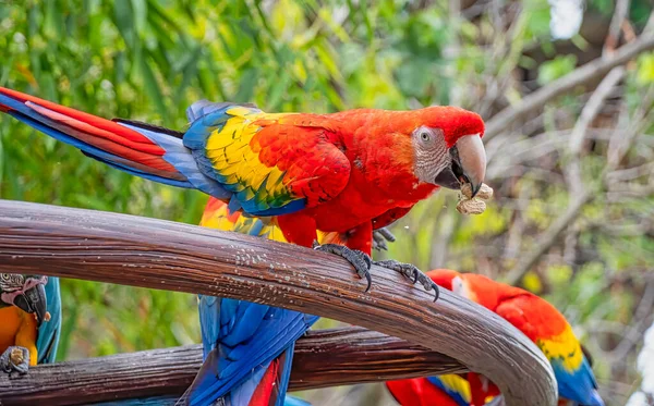 Retrato Pájaros Guacamayos Zoológico —  Fotos de Stock