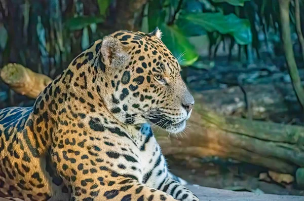 Rüde Jaguar Raubkatze Liegt Auf Einem Felsen — Stockfoto