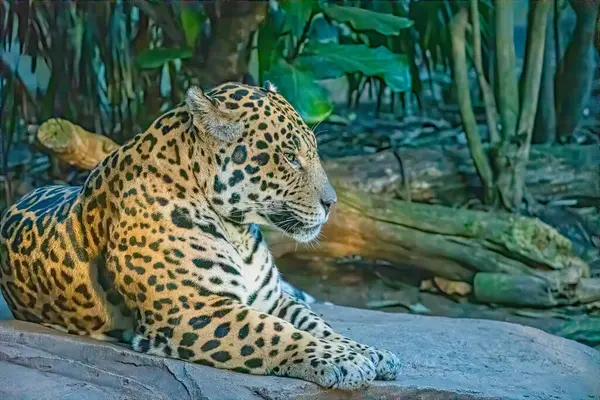 male Jaguar big cat laying on a rock