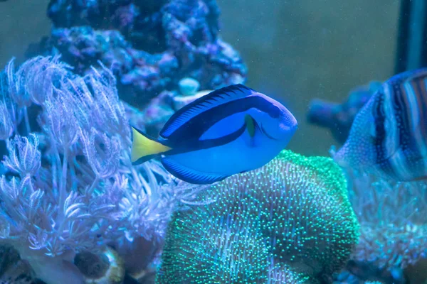 Ryby Niesamowita Koncepcja Podwodnego Świata — Zdjęcie stockowe