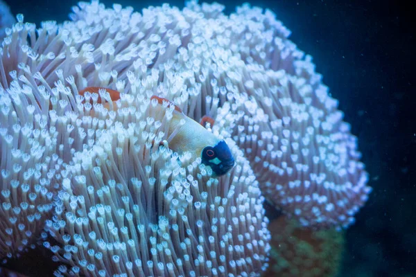 Ψάρι Καταπληκτική Έννοια Υποβρύχιου Κόσμου — Φωτογραφία Αρχείου
