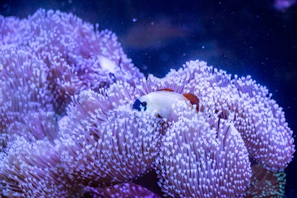 Fische Erstaunliches Unterwasserwelten Konzept — Stockfoto