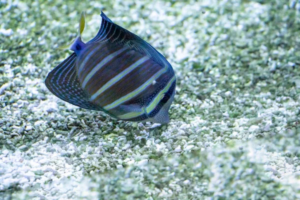 물고기 놀라운 — 스톡 사진