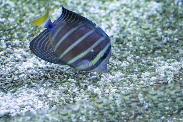 Ψάρι Καταπληκτική Έννοια Υποβρύχιου Κόσμου — Φωτογραφία Αρχείου