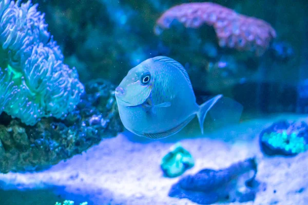 Fisk Fantastisk Undervattensvärld Koncept — Stockfoto