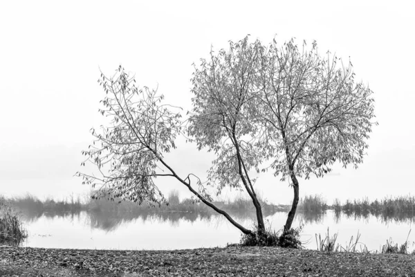 Willow Tree Close Dnieper River Kyiv — Stock Photo, Image