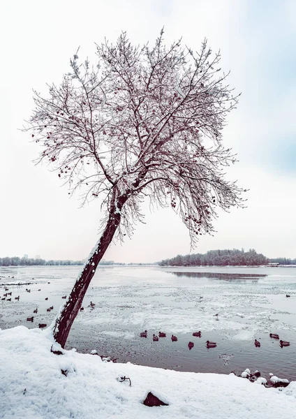 乌克兰基辅第聂伯河附近的杨树 获胜时 — 图库照片