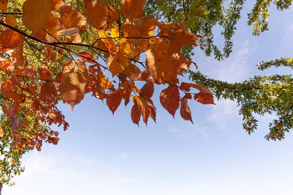 Оранжевые Листья Над Синим Небом — стоковое фото
