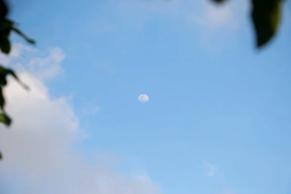 Mond Und Eine Palme — Stockfoto