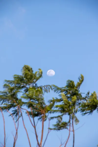 Dan Bulan Dan Pohon Kurma — Stok Foto