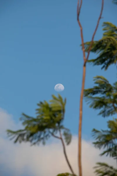 Moon Palm Tree — Stock Photo, Image