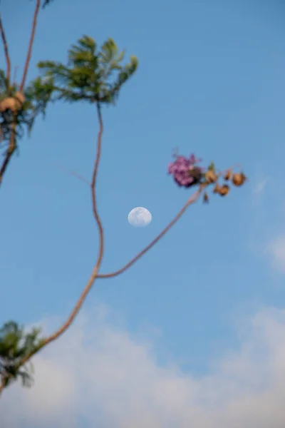 Місяць Пальма — стокове фото