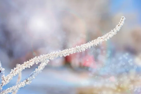 新雪と小枝のマクロビュー — ストック写真