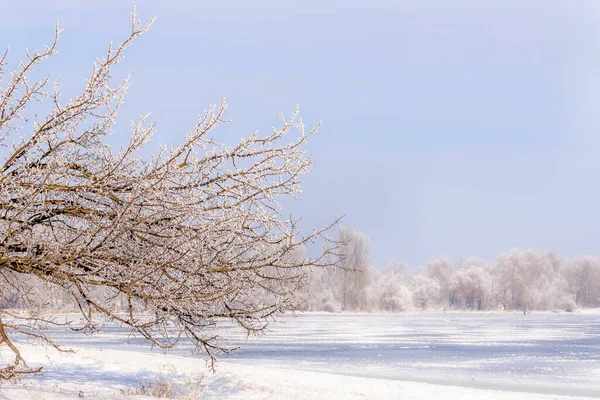Macro Tree Branches Snow — Zdjęcie stockowe