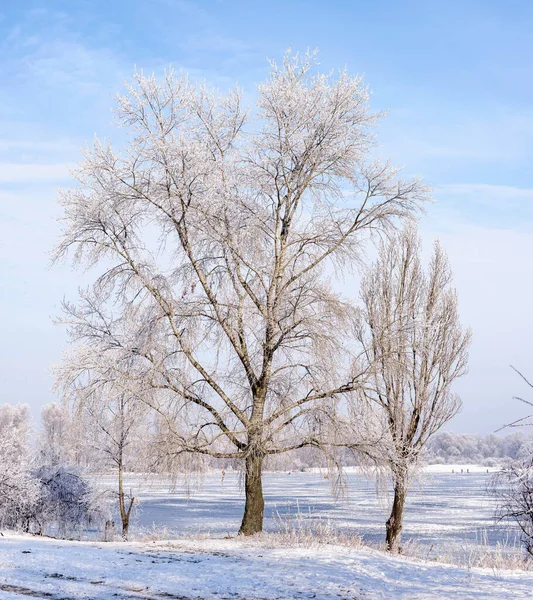 Drzewa Pokryte Mrozem Lodem Śniegiem Pobliżu Dniepru — Zdjęcie stockowe